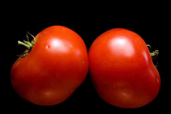 tomatoes