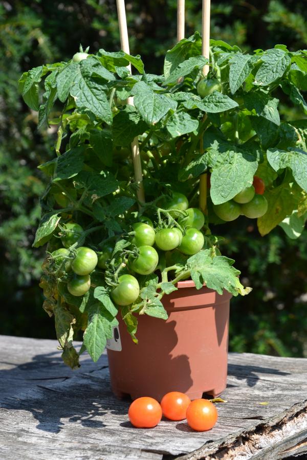 Tomatoes