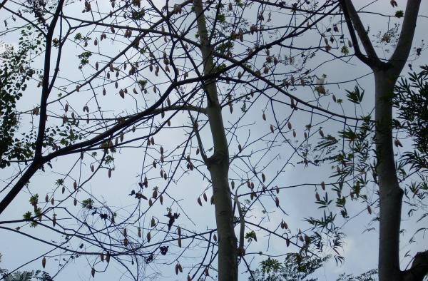 Top of a Tree