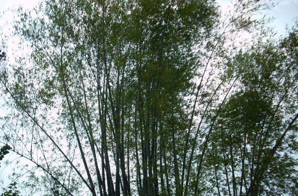 Top of the Trees