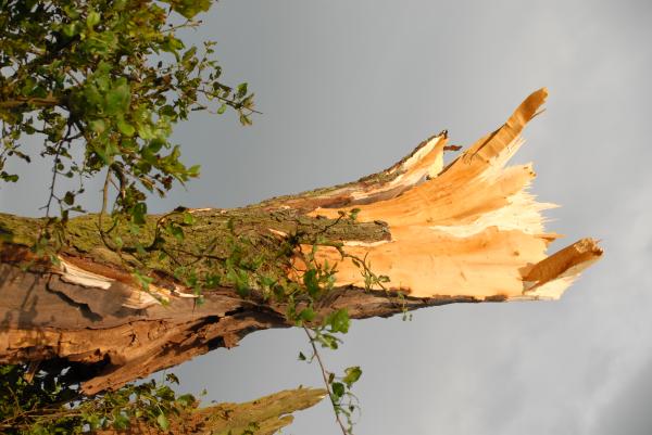 Torn apart tree