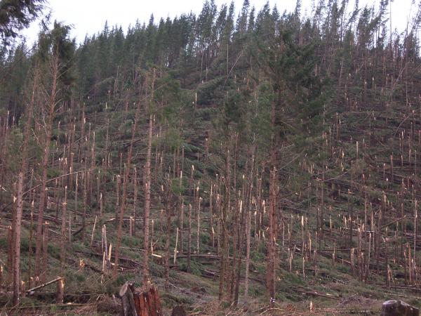 Tornado Damaged Forest