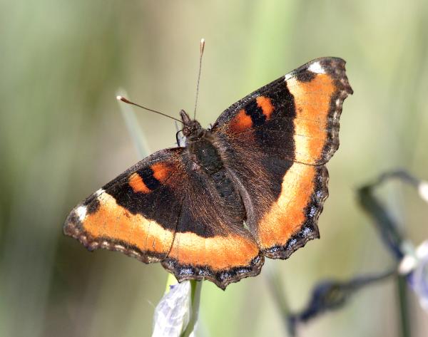 TORTOISESHELL, MILBERT'S (Aglais milberti) (6-14-13) 8500 ft, alpine divide c g, 4 m south of alpine, apache co, az -03