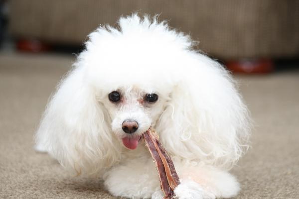 Toy poodle