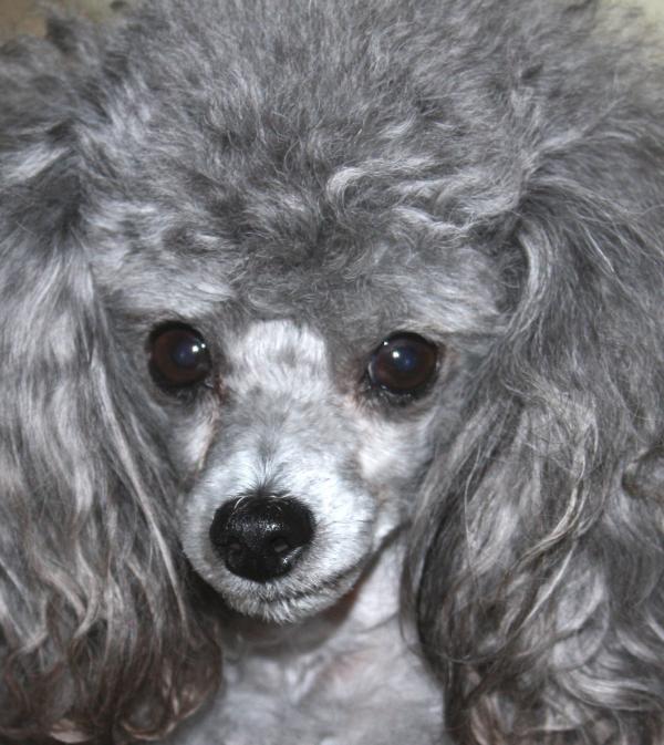 Toy Poodle