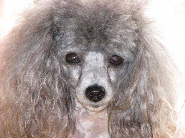 Toy Poodle