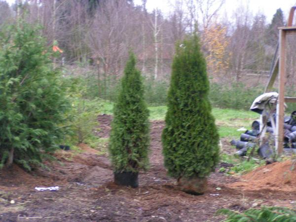 Transplanting arborvitae