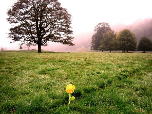 Travelling Flower