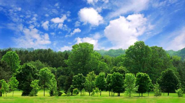Green Trees