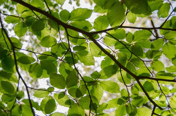 tree