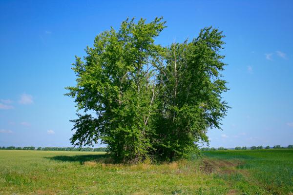 tree
