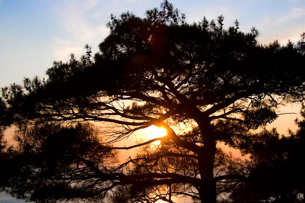 tree