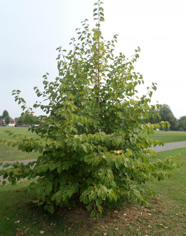Tree