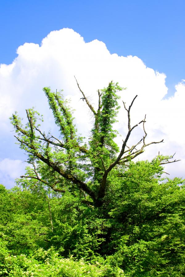 tree