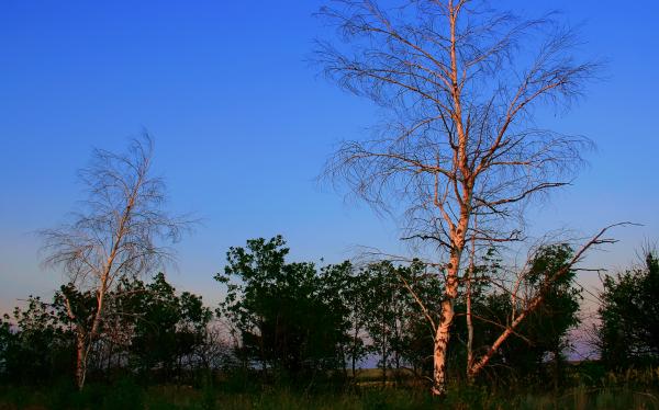 tree