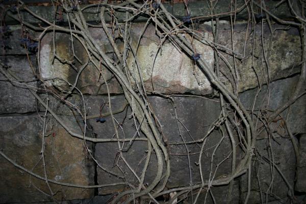 tree against a brick wall