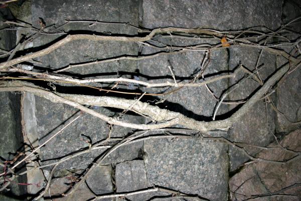 tree against a brick wall