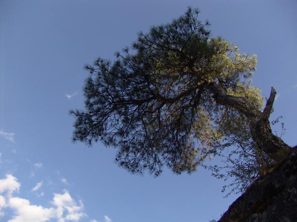 Tree against the sky