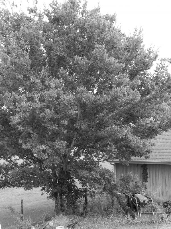 Tree & pond