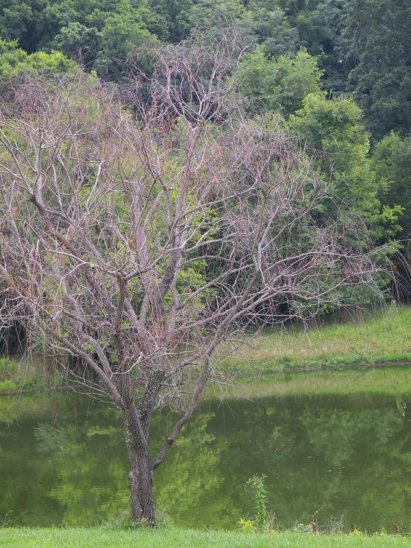 Tree & pond