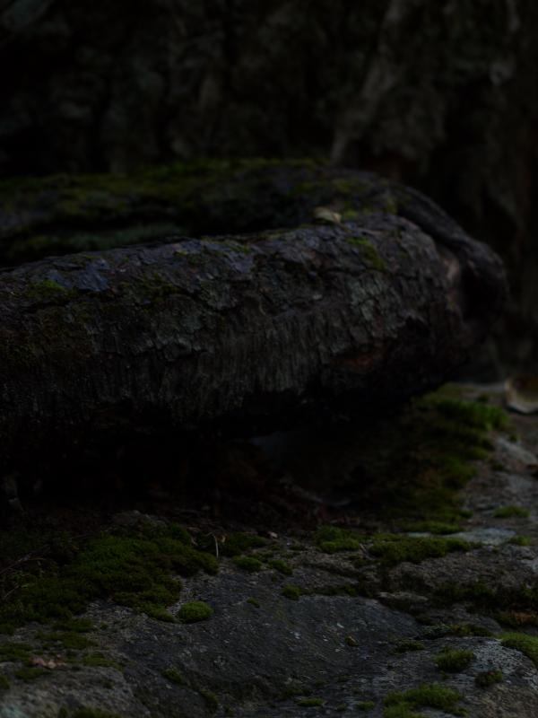 Tree and rock