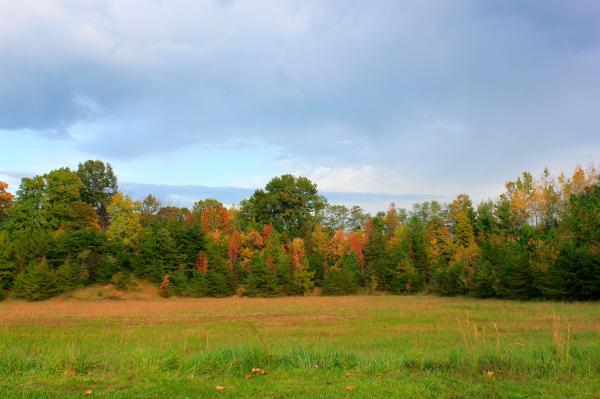Trees and Sky