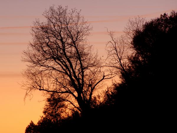 Tree at Dusk in Sequoia National Park (I