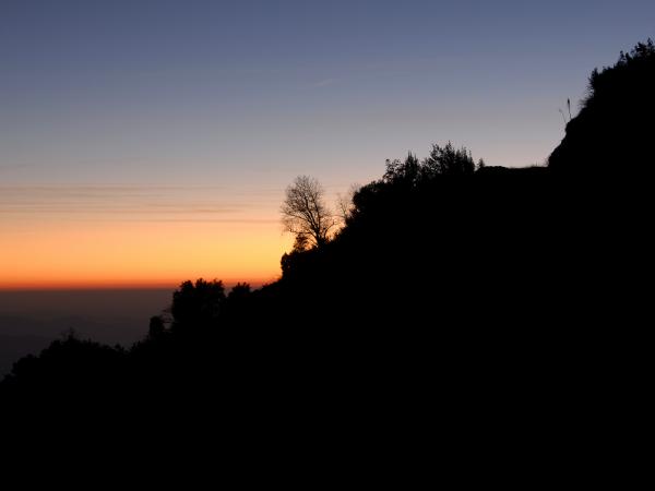 Tree at Dusk in Sequoia National Park (I