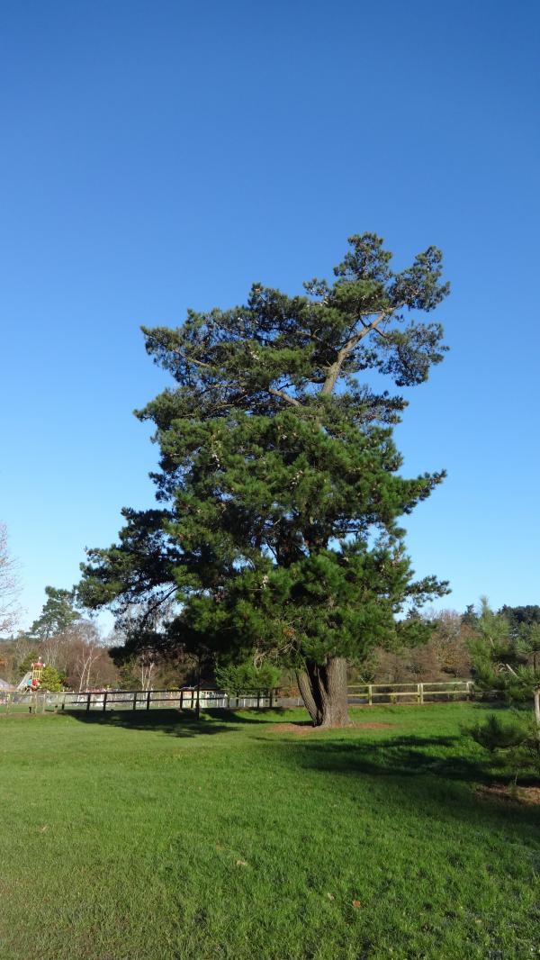 Tree at Southampton Sport Centre