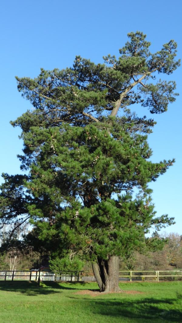 Tree at Southampton Sport Centre