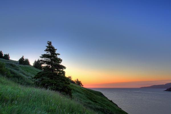 Tree at sunrise