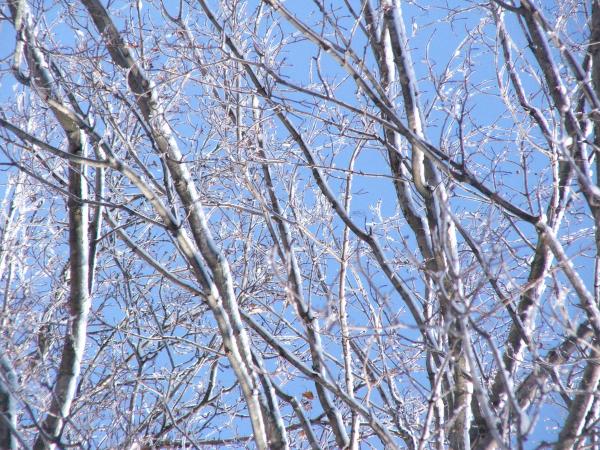 Tree at winter