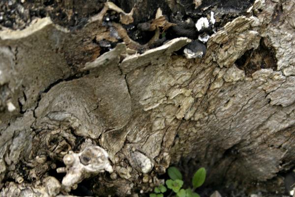 Tree bark