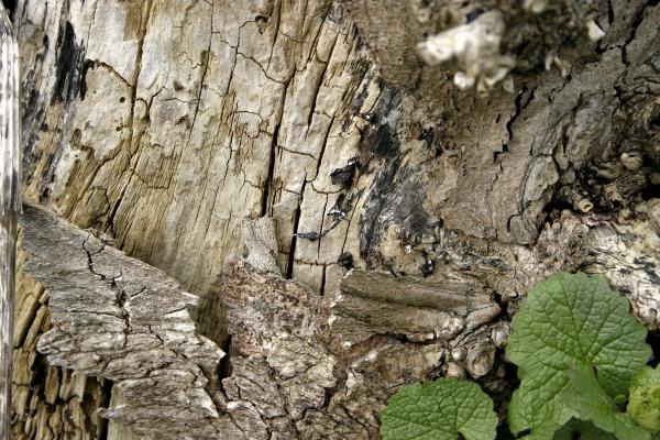 Tree bark