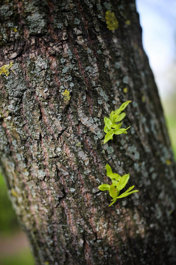 Tree bark