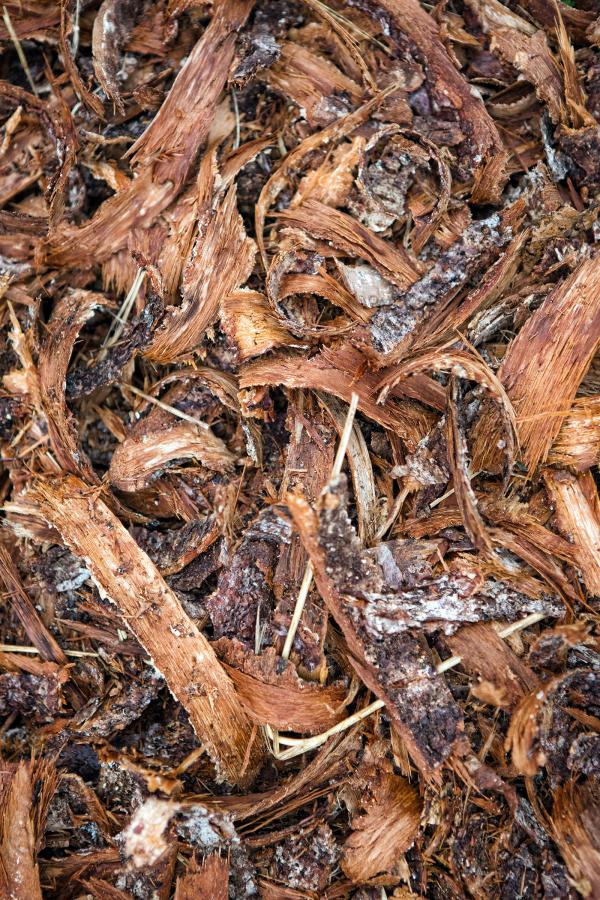 Tree bark