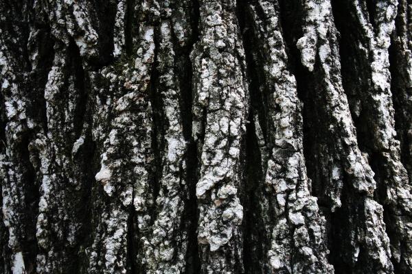Tree Bark Texture
