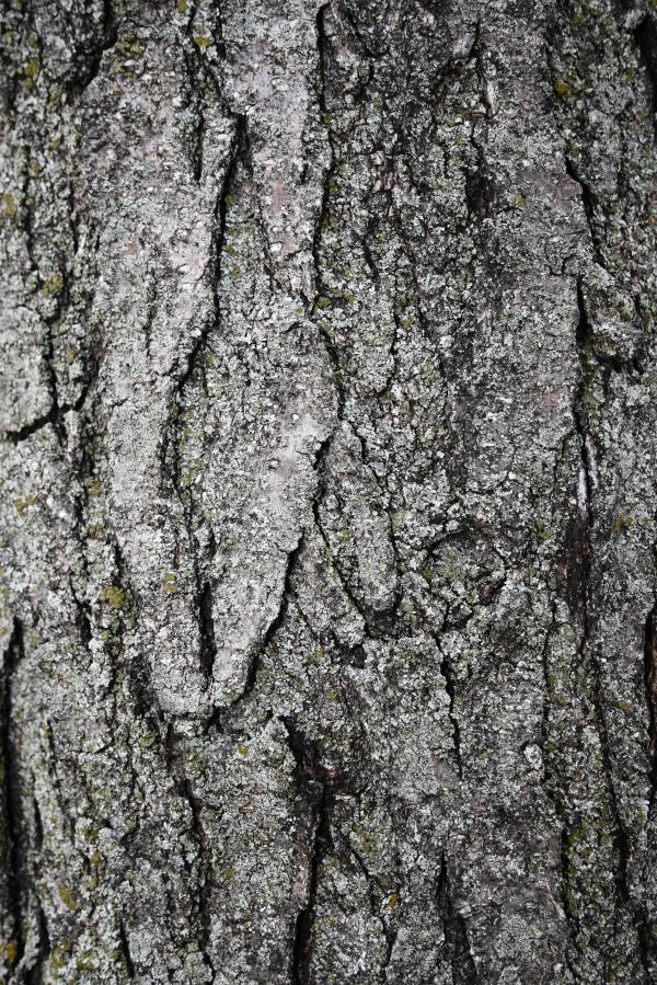 Tree Bark Texture