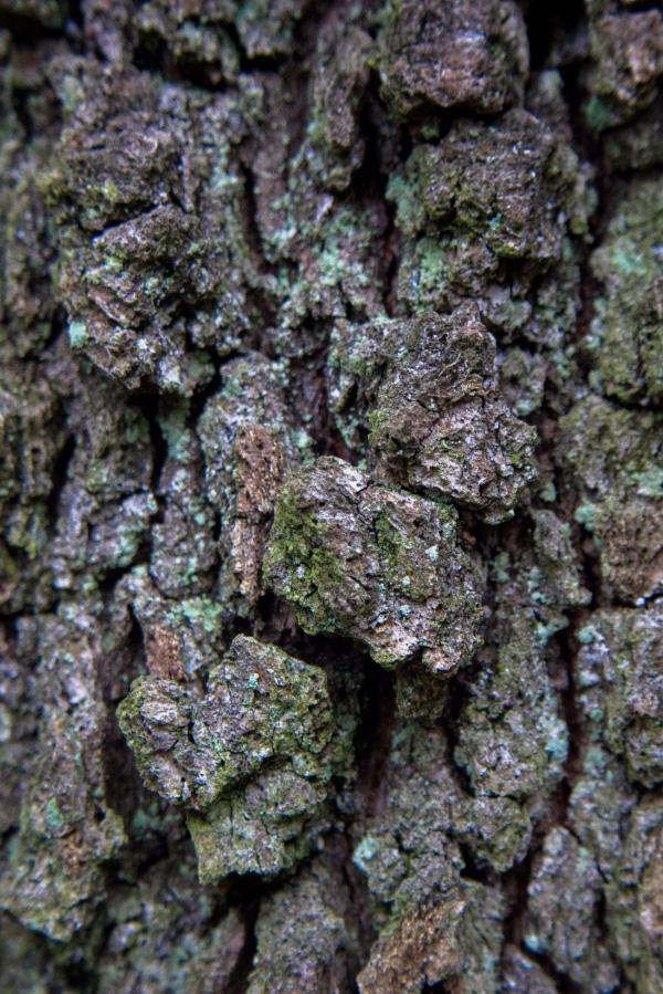 Tree Bark Texture