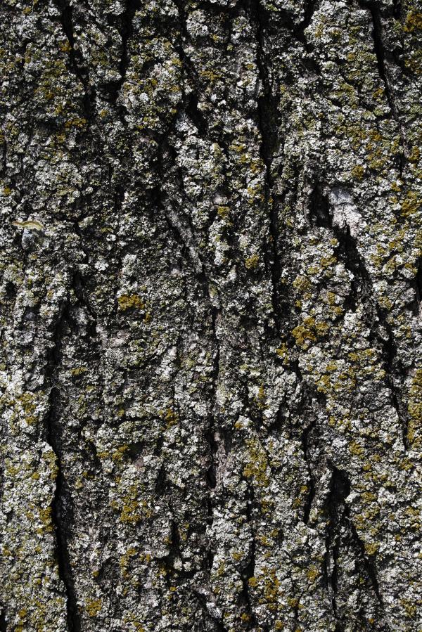 Tree Bark Texture