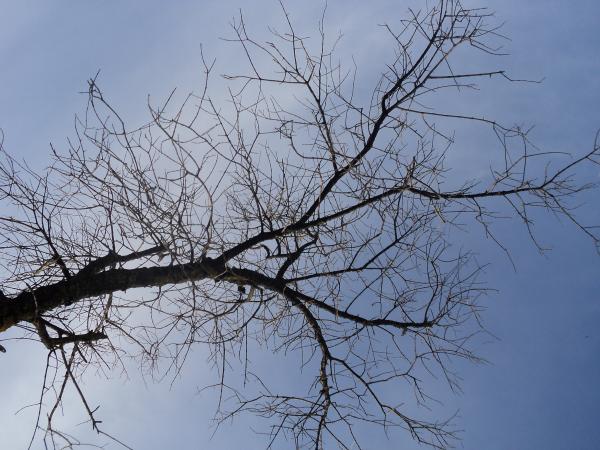 Tree branch