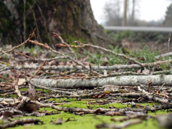 Tree branch lying on grass