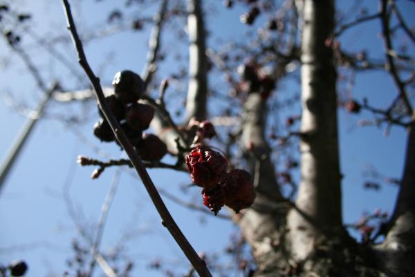 Tree branches and berries