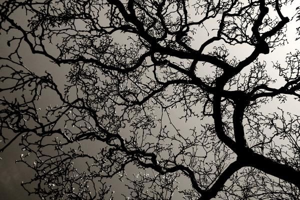 Tree branches with backlight