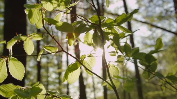 Tree Closeup