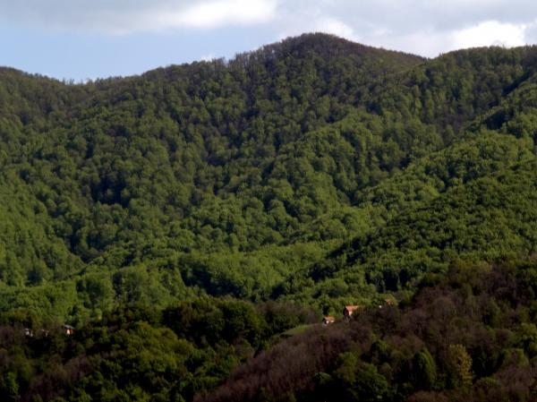 Tree covered mountains