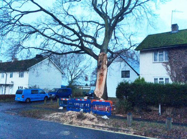 Tree Fallen Southampton
