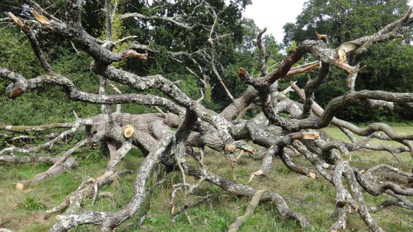 Tree Fallen Southampton