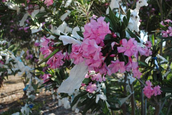 Tree full of tissues