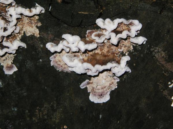 Tree fungus